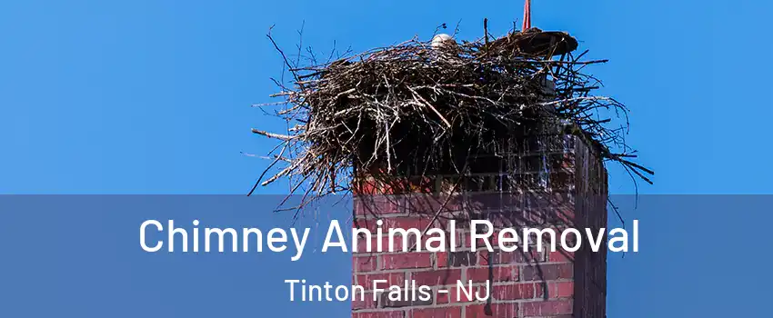  Chimney Animal Removal Tinton Falls - NJ