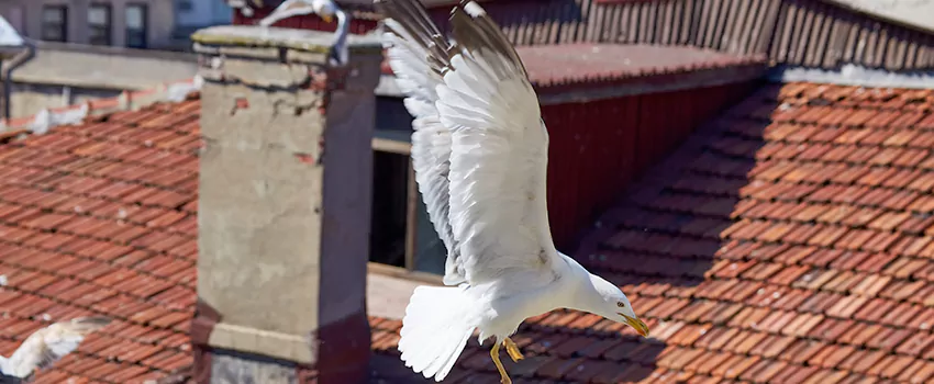 Residential Chimney Animal Removal Solution in Tinton Falls, NJ